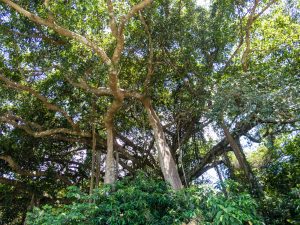 The Heritage Banyan Tree, Monkey Peak, Da Nang, Vietnam (2017-06)