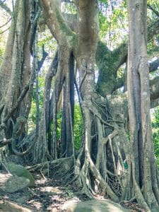 The Heritage Banyan Tree, Monkey Peak, Da Nang, Vietnam (2017-06)