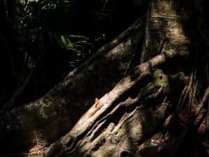 Butterfly under the Heritage Banyan Tree, Monkey Peak, Da Nang, Vietnam (2017-06)