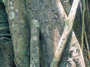 Carving in Heritage Banyan Tree, Monkey Peak, Da Nang, Vietnam (2017-06)