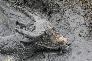 Water buffallo in mud