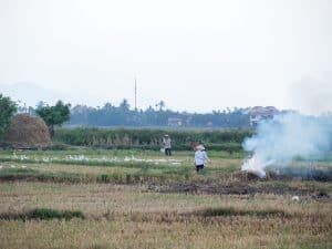 Rice field with farmers, fire, and ducks, Hoi An, Vietnam (2017-05/06)