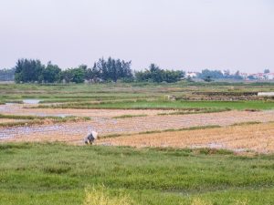 Farmer on a rice field, Hoi An, Vietnam (2017-05/06)