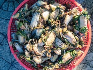 Fresh crabs on the morning market, Hoi An, Vietnam (2017-05/06)