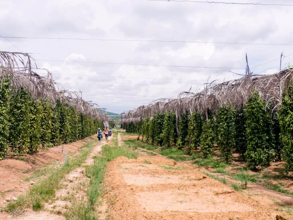 Kampot pepper plants, La Plantation, Kampot, Cambodia (2017-04-29)