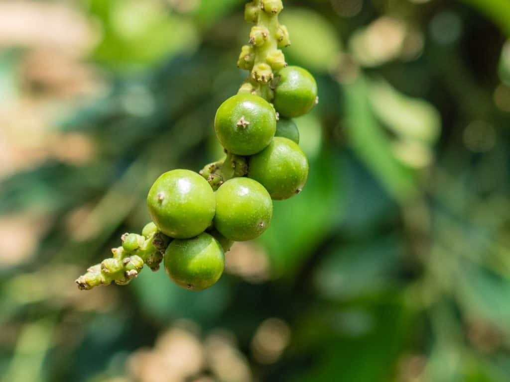 Kampot pepper berries, La Plantation, Cambodia (2017-04-29)