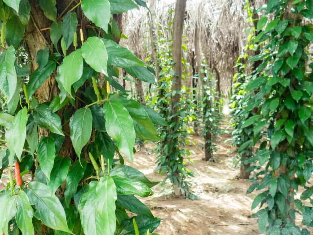 Long pepper plants, La Plantation, Kampot, Cambodia (2017-04-29)