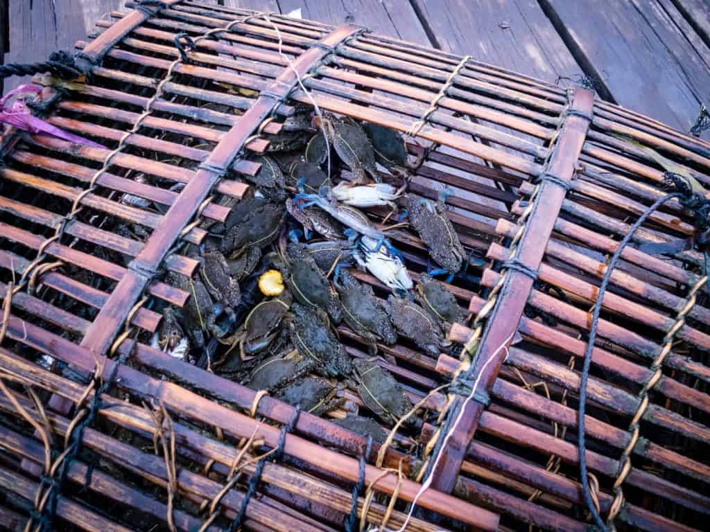 Blue crabs from the market, Kep, Cambodia (2017-04)