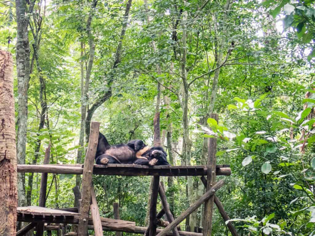 Lounging at the Free the Bears Sanctuary, Kuang Si, Luang Prabang, Laos (2017-08)