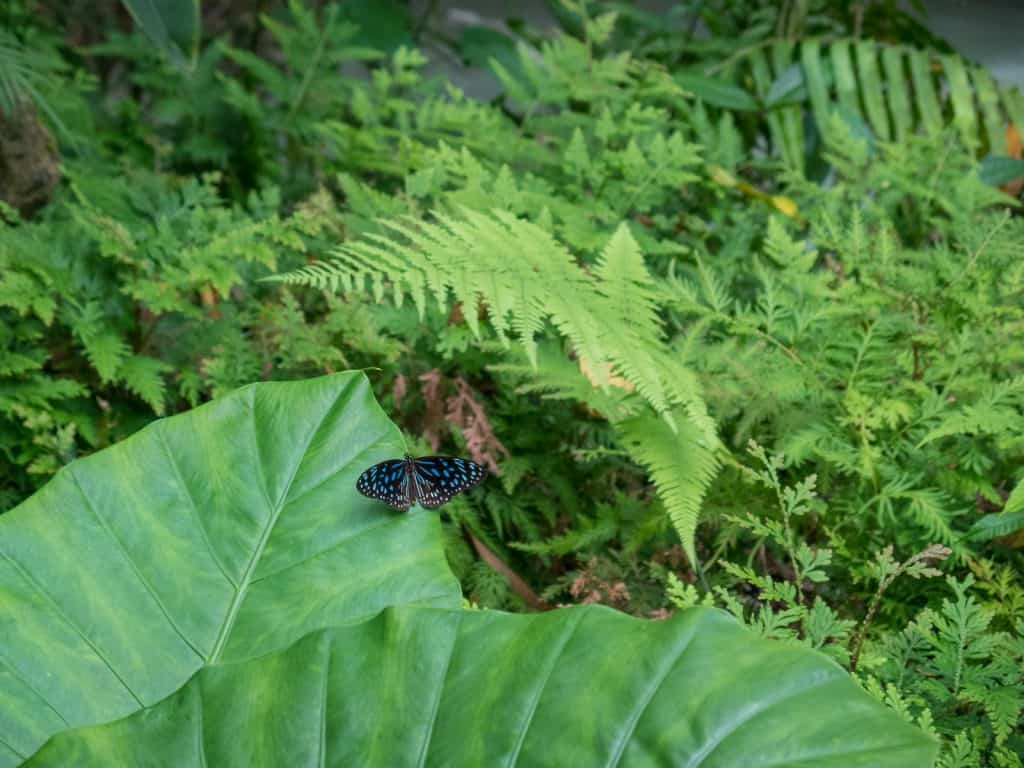 Kuang Si Butterfly Park, Luang Prabang, Laos (2017-08)