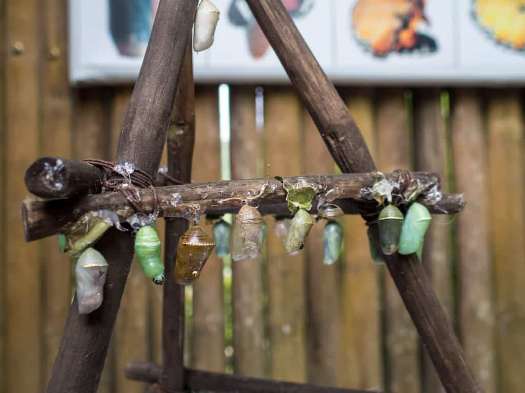 Pupae display at Kuang Si Butterfly Park, Luang Prabang, Laos (2017-08)