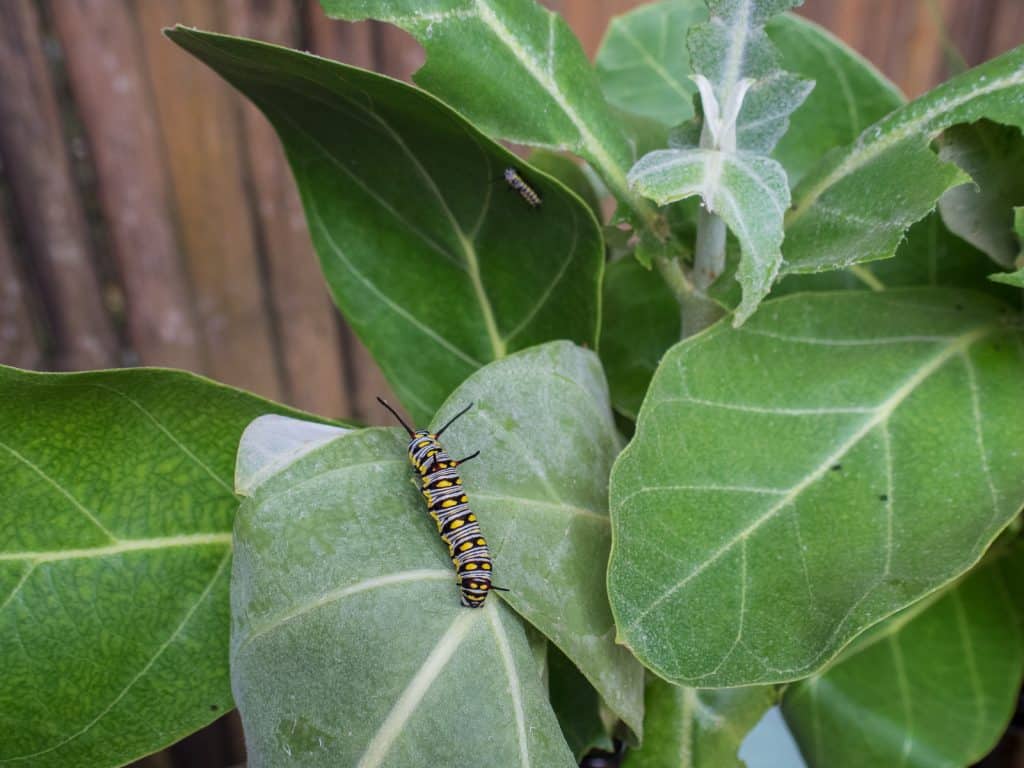 Caterpillar at Kuang Si Butterfly Park, Luang Prabang, Laos (2017-08)