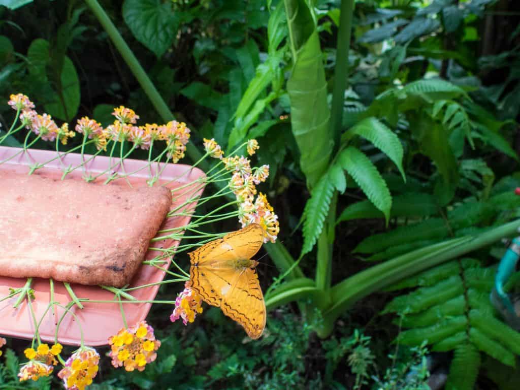 Kuang Si Butterfly Park, Luang Prabang, Laos (2017-08)