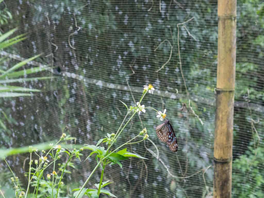 Kuang Si Butterfly Park, Luang Prabang, Laos (2017-08)