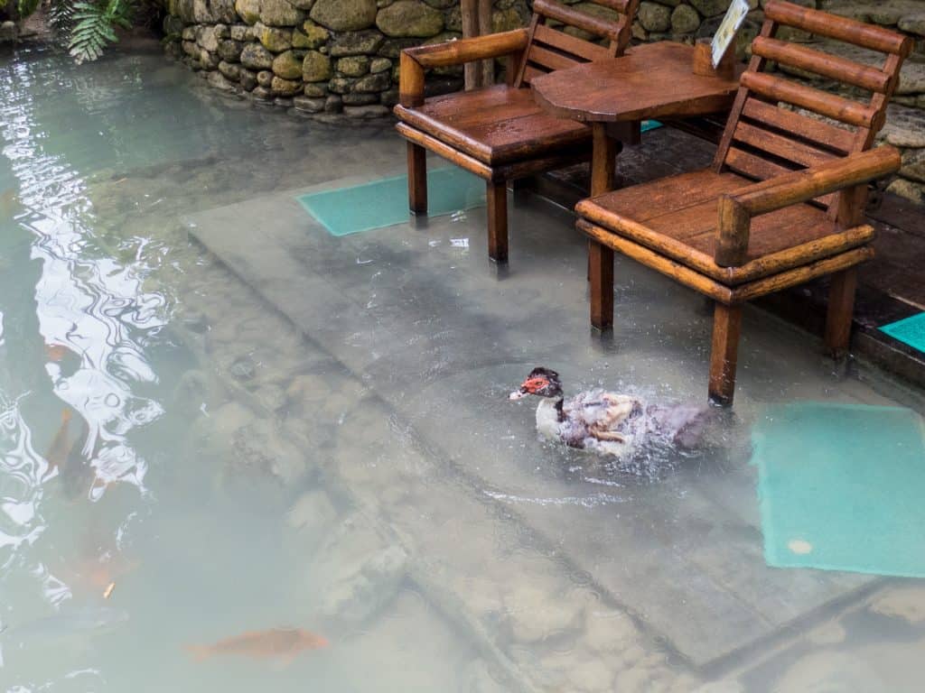 Duck and koi fish at the Kuang Si Butterfly Park, Luang Prabang, Laos (2017-08)