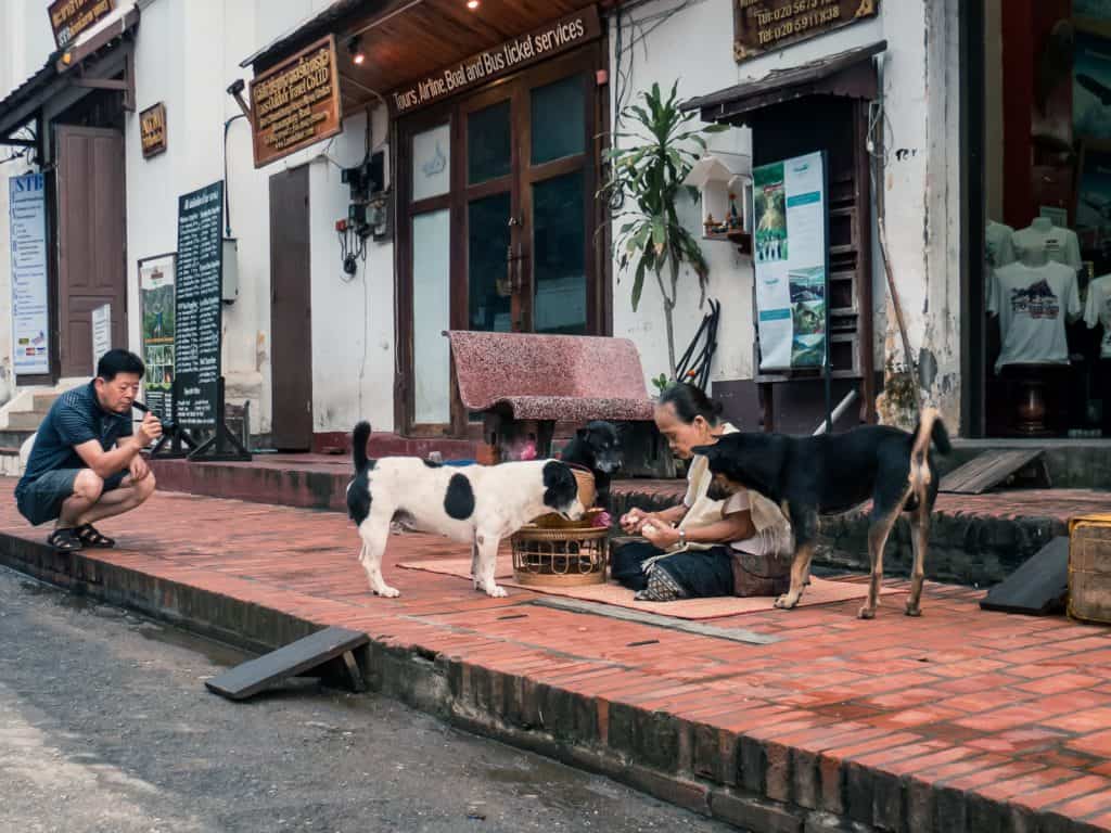 Lady feeding dogs after the Buddhist Alms Giving, Luang Prabang, Laos (2017-08)