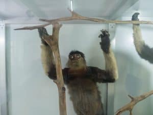 Taxidermied monkey at Phong Nha, Botanical Garden, Vietnam (2017-06)