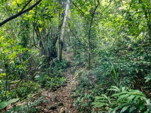 Jungle path at Phong Nha Botanical Garden, Vietnam (2017-06)