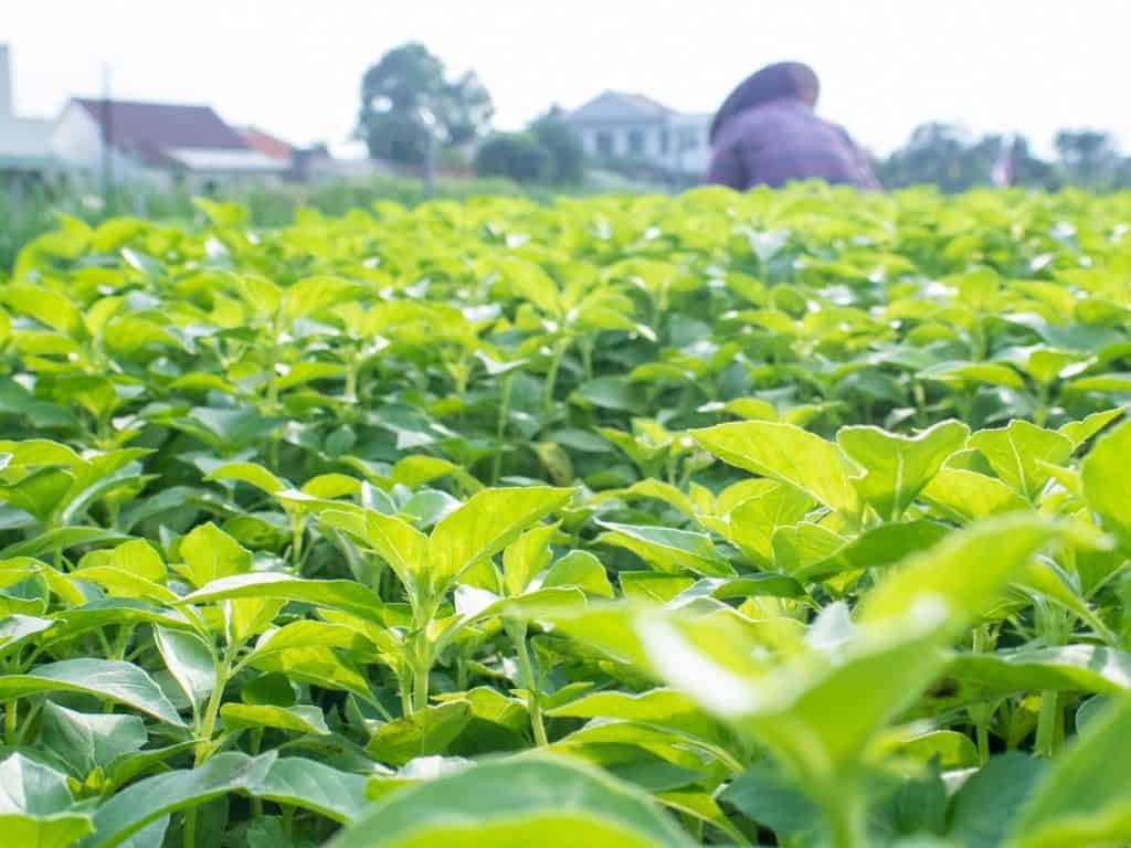 Herb field in Tra Que Organic Village during Hoi An food tour, Vietnam (2017-05)