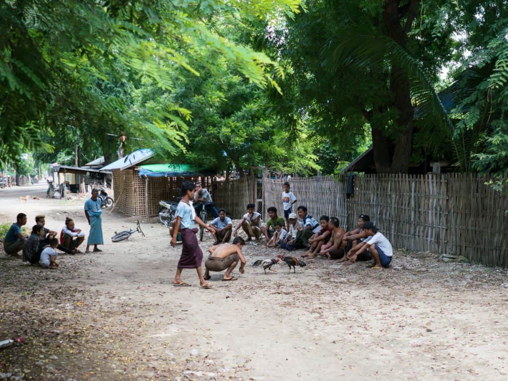 Cock fight in a side street of Mingun, Mandalay, Myanmar (2017-09)