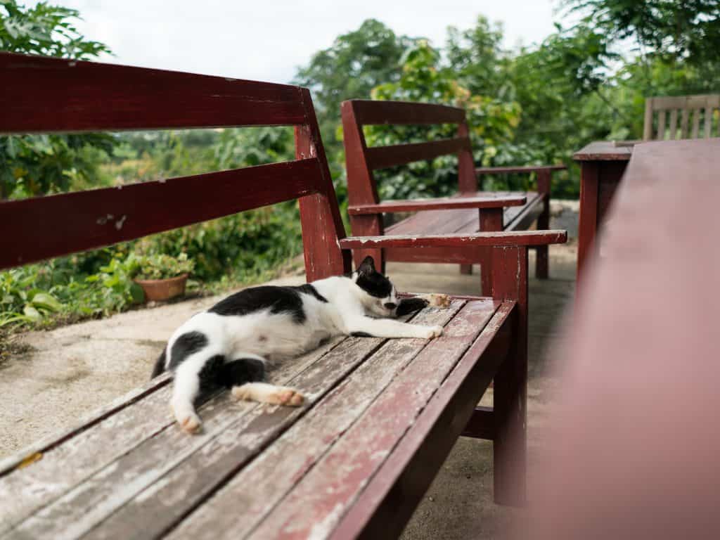 Inle Lake bike tour: Daily dosis of cat at Red Mountain Vineyard, Myanmar (2017-10)