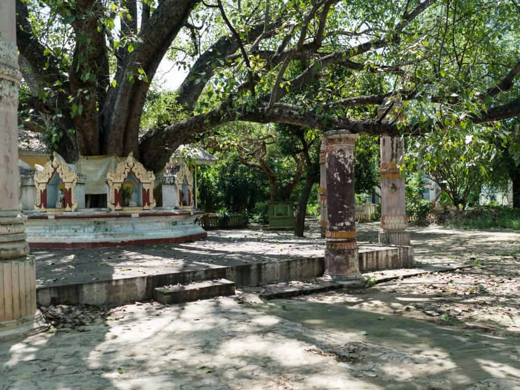 Tree branch support at Tilawkaguru Cave, Sagaing, Mandalay, Myanmar (2017-09)