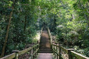 Stairs towards Belalong Canopy Walk during Ulu Temburong National Park tour, Brunei