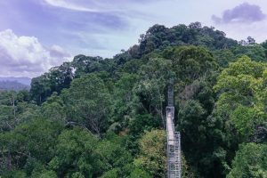 Belalong Canopy Walk in Ulu Temburong National Park, Brunei