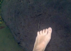 Nibble fish at the waterfall, Ulu Temburong National Park, Brunei