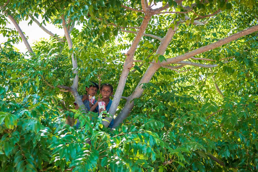 Kids in a tree, Vila, Atauro, East Timor