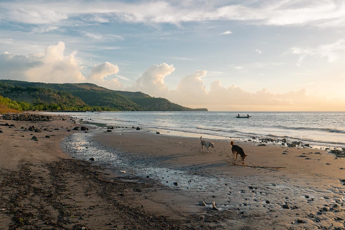 Beloi beach with dogs, Atauro, East Timor