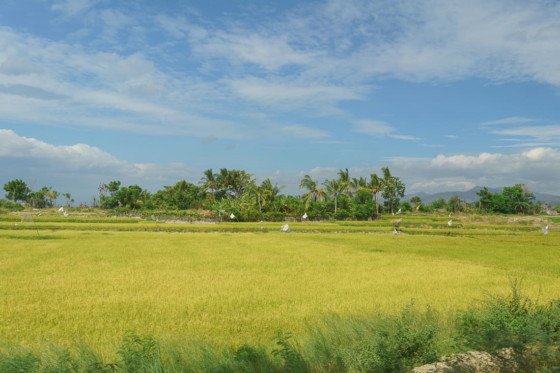 Rice fields, East Timor