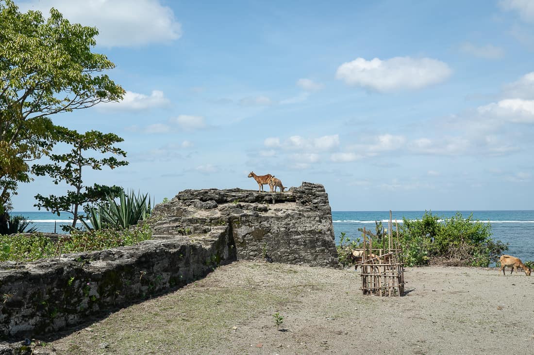 Goats on Portuguese fort ruins at Suai beach, East Timor