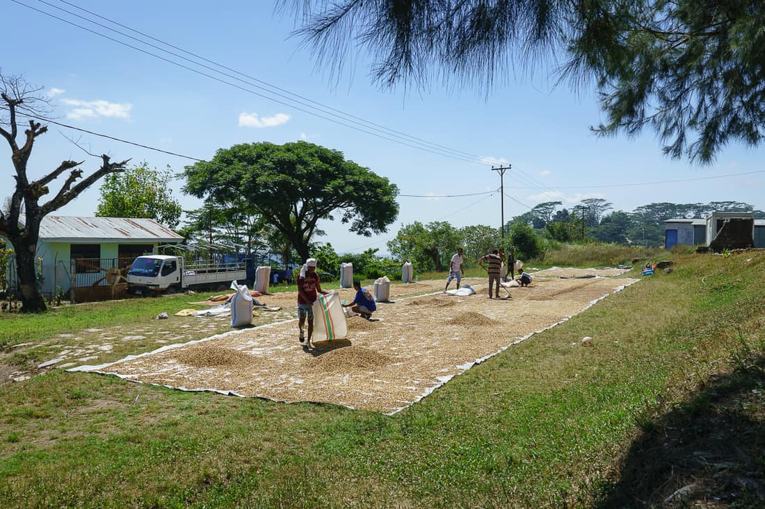 Coffee drying in Ermera, East Timor