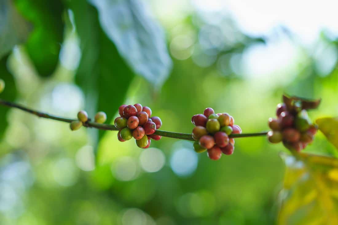 Ripe coffee beans in Letefoho, East Timor