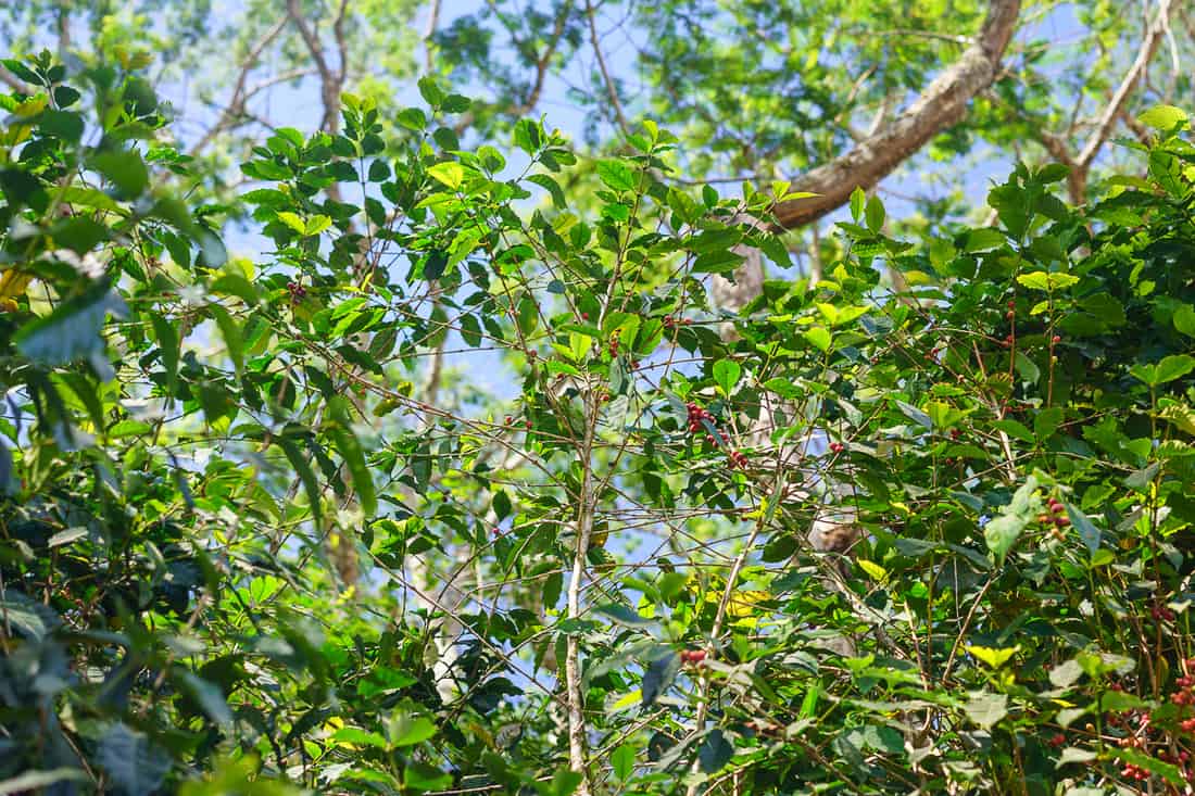 Ripe coffee beans in Letefoho, East Timor