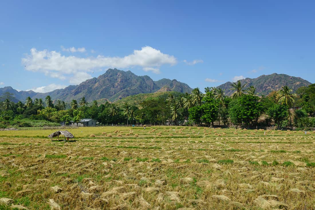 Rice fields, Pante Macassar, Oecusse, East Timor